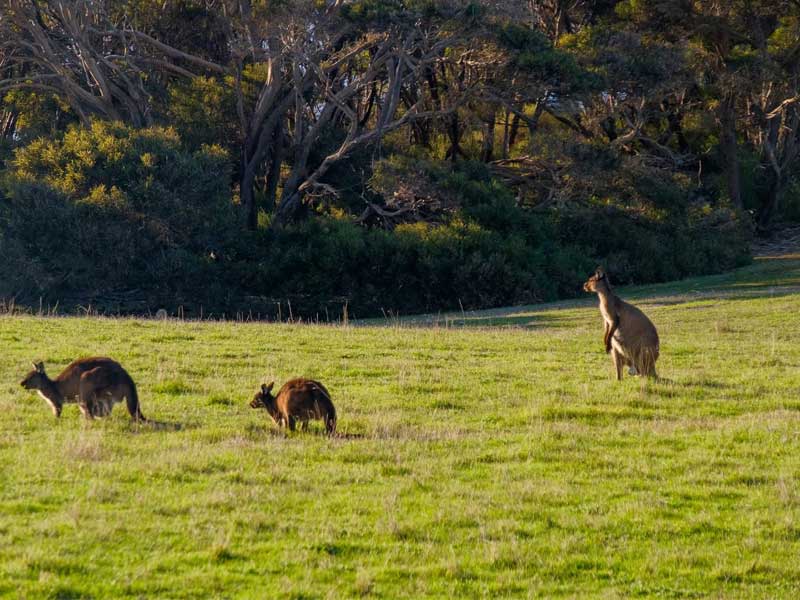 kangaroo_island_img1