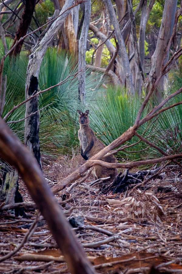 kangaroo_island_img2