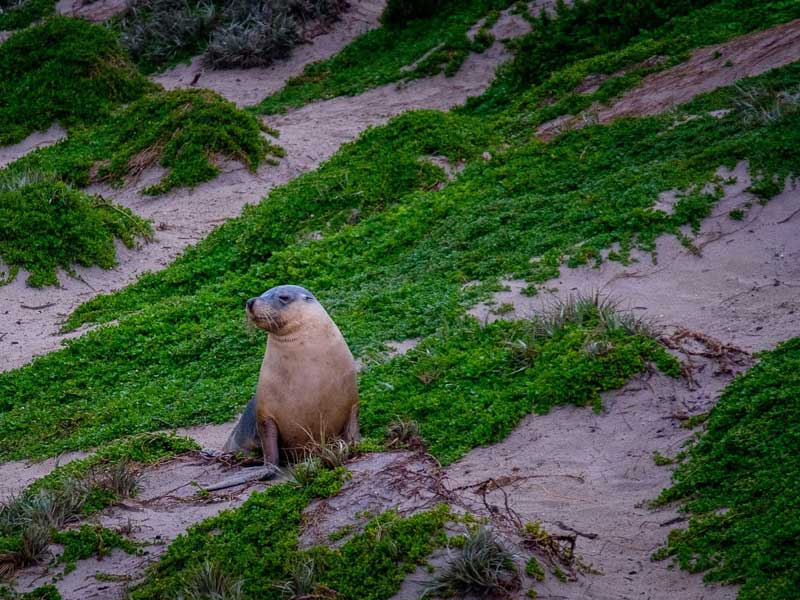 kangaroo_island_img3
