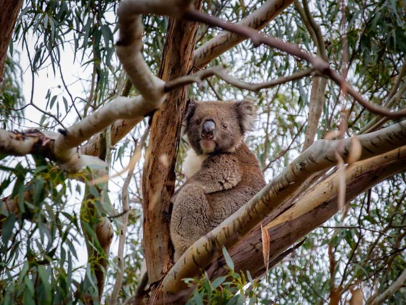 Featured image for “Kangaroo Island: Southern Australia’s Wildlife Paradise”